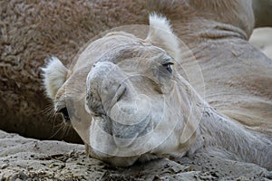 Afternoon camel close-up