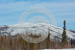 Afternoon landscape in Denali National Park and Preserve