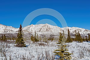 Afternoon landscape in Denali National Park and Preserve