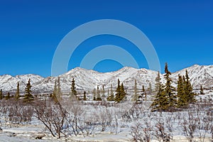 Afternoon landscape in Denali National Park and Preserve