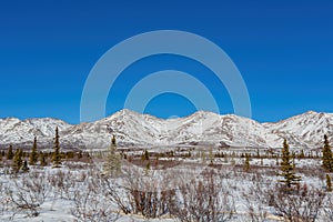 Afternoon landscape in Denali National Park and Preserve