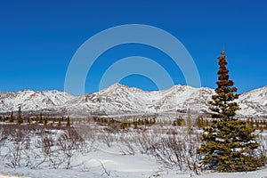 Afternoon landscape in Denali National Park and Preserve