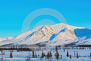 Afternoon landscape in Denali National Park and Preserve