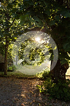 Afternoon light shines through trees in garden
