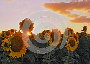 Afternoon of mediterranean sunflowers photo
