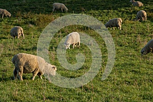 Afternoon In New Zealand Farm, Sheep Grazing