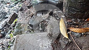 Afternoon rain that wets natural rocks with fallen leaves