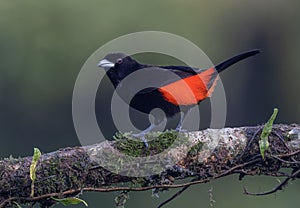 afternoon shot of a cherries tanager bird perched on a branch