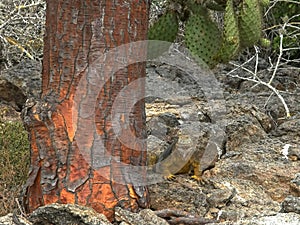 Afternoon shot of land iguana and a cactus tree in the galapagos