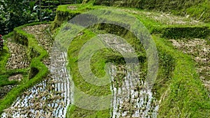 Afternoon shot of rice paddy at tegallang, bali photo