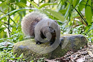 Squirrel standing on a stone in the forest