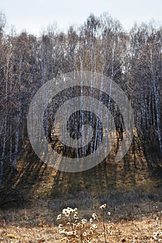 Afternoon sun backlit autumn bare birch tree forest