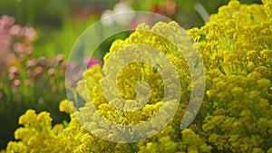 Afternoon sun shines on colourful flowers growing in garden, shallow depth of field detail, only few petals in focus, camera