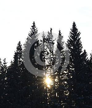 Afternoon sun shining through spruce trees