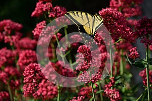 Afternoon sunbasking butterfly