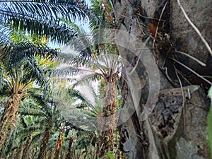 afternoon under a tall palm tree