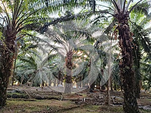 afternoon under a tall palm tree