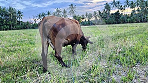 Indonesian Brahmin cattle and Indonesian - Pinrang cattle herders