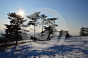 Afternoon winter sun above snow covered plane with pathway and line of crooked coniferous pine trees.