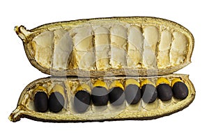 Afzelia xylocarpa Craib seeds photo