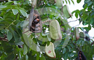 Afzelia xylocarpa pod and seed. photo