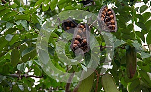 Afzelia xylocarpa pod and seed on the tree. photo