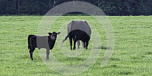 Ag banner - Angus calf and bull in green pasture