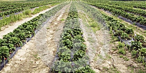 Ag banner strawberry field