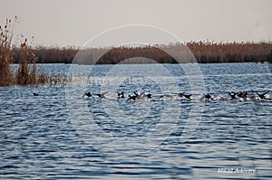 Ag Gel Nature Reserve in the Agjabedi region of Azerbaijan where migratory birds rest