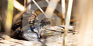 Aga toad, bufo marinus sitting on a tree log, amphibian inhabitant in wetland eco system, Haff Reimech