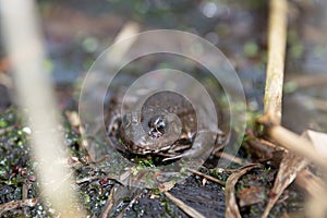 Aga toad, bufo marinus sitting on a tree log, amphibian inhabitant in wetland eco system, Haff Reimech