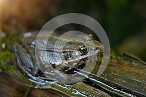 Aga toad, bufo marinus sitting on a tree log, amphibian inhabitant in wetland eco system, Haff Reimech