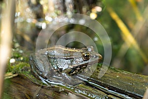 Aga toad, bufo marinus sitting on a tree log, amphibian inhabitant in wetland eco system, Haff Reimech photo