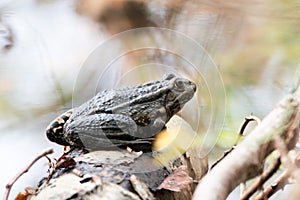 Aga toad, bufo marinus sitting on a tree log, natural environment, amphibian inhabitant wetland