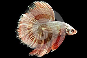 Against the backdrop of the black background the light red betta fish emanates a sense of elegance and poise.