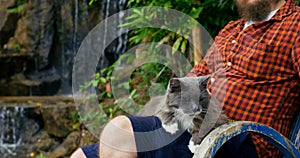 Against background of beautiful waterfall, cute cat sits harmoniously in arms of person. Person is in harmony with