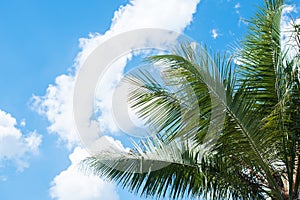 Against a background of blue sky white clouds and branches of palm trees. tropical leaves. content, place for text