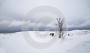 Against the background of a cloudy winter skya small birch tree standing alone stands out