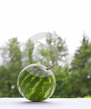 Against a background of green bokeh trees on a dark table is a round watermelon with a tail