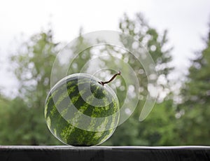 Against a background of green bokeh trees on a dark table is a round watermelon with a tail