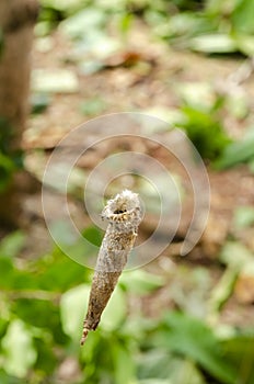 Bagworm Hiding In Bag