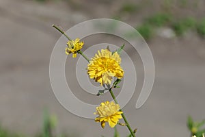 Against the background of the path there is a sprig of a plant with 3 flowers with small yellow petals.