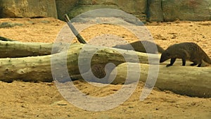 Against Background Of Sand And Wooden Snags Three Banded Mongoose Dig Holes. High quality 4k footage