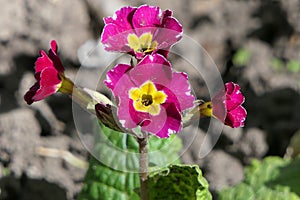 Against the background of the soil from the front garden - on one thin peduncle - 4 flowers.