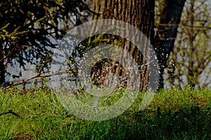 Against the background of a tree and old Spruce - drops of water are visible, which irrigate the lawn.