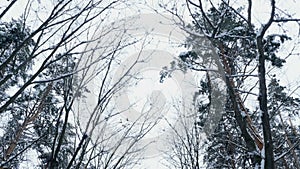 Against the background of the winter sky, there are branches of trees in the snow, a view from below upwards, in motion