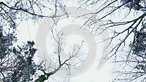 Against the background of the winter sky, there are branches of trees in the snow, a view from below upwards, in motion