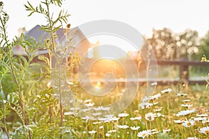 Against the background of wooden houses, a beautiful field, meadow chamomile flowers, a natural landscape. An airy