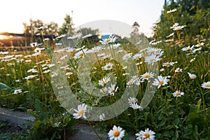 Against the background of wooden houses, a beautiful field, meadow chamomile flowers, a natural landscape. An airy