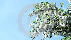 Against the blue sky, large, green poplar branches, all densely covered with bundles of fluff, like cotton tubers